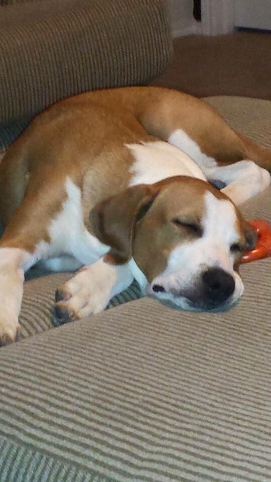 sleeping brown and white dog