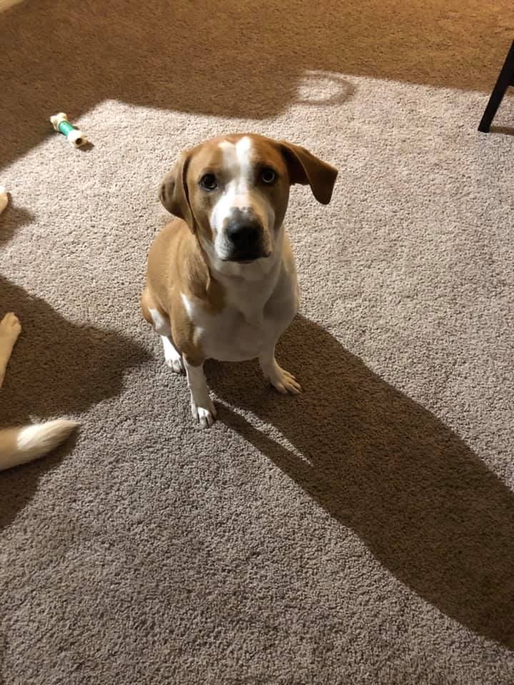 brown and white dog sitting and looking at the camera