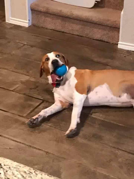 brown and white dog laying down with a ball in his mouth