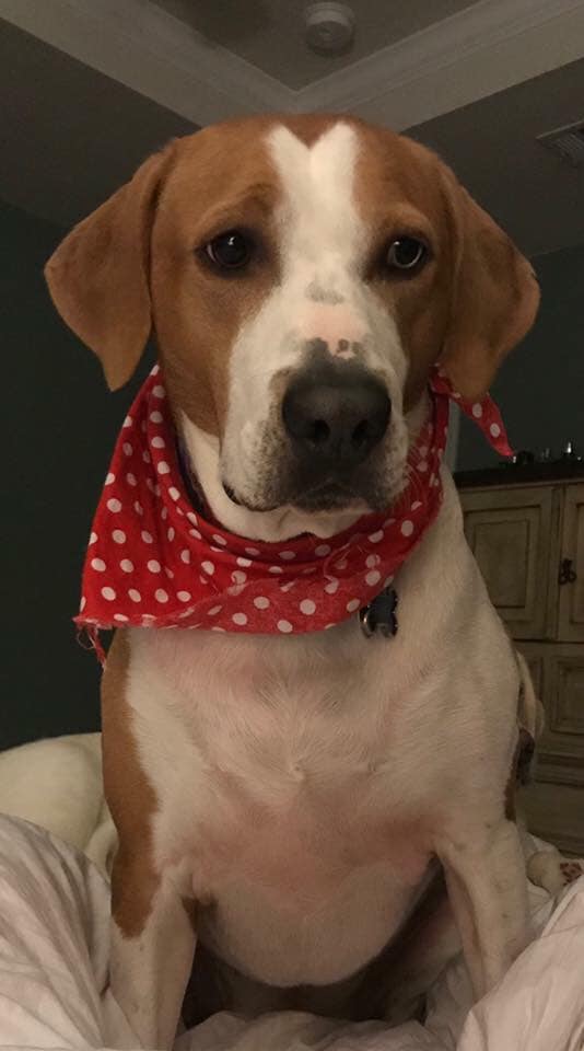 brown and white dog wearing a red bandana with white polka dots, looking into the camera