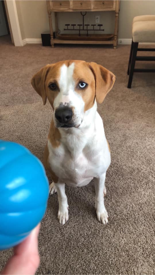 brown and white dog with one brown eye and one blue eye looking intently at a ball the cameraperson is holding