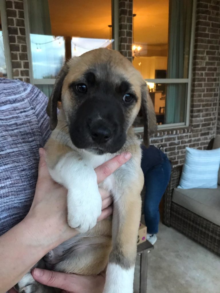 brown puppy with white paws and a black face being held by a woman while looking into camera