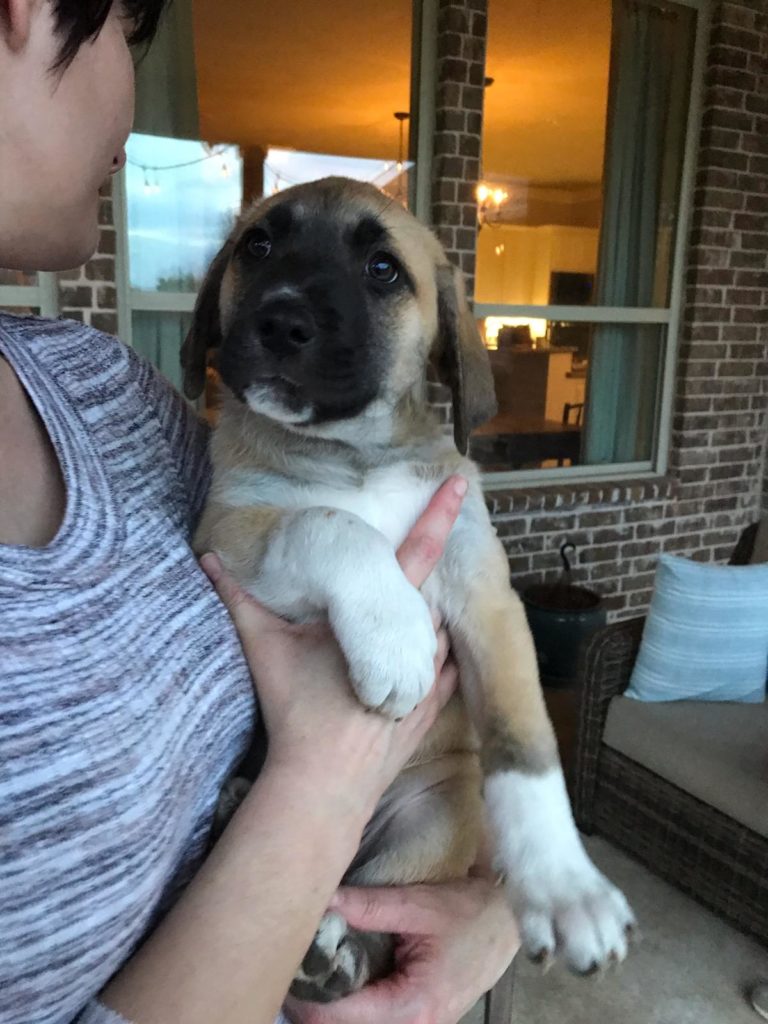 brown puppy with white paws and a black face being held by, and looking at, a woman