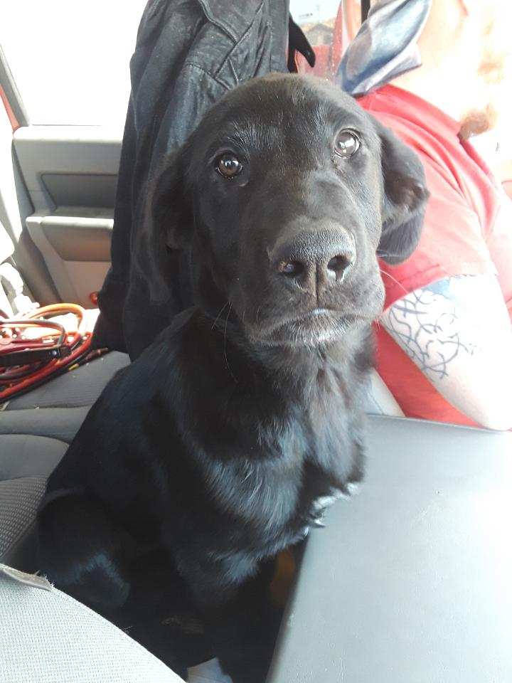 black lab puppy looking into camera