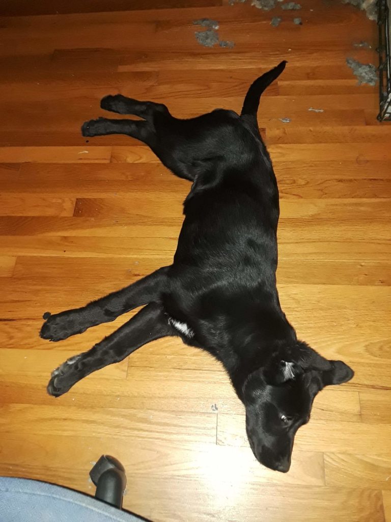 black lab puppy with white patch on his chest laying on the floor