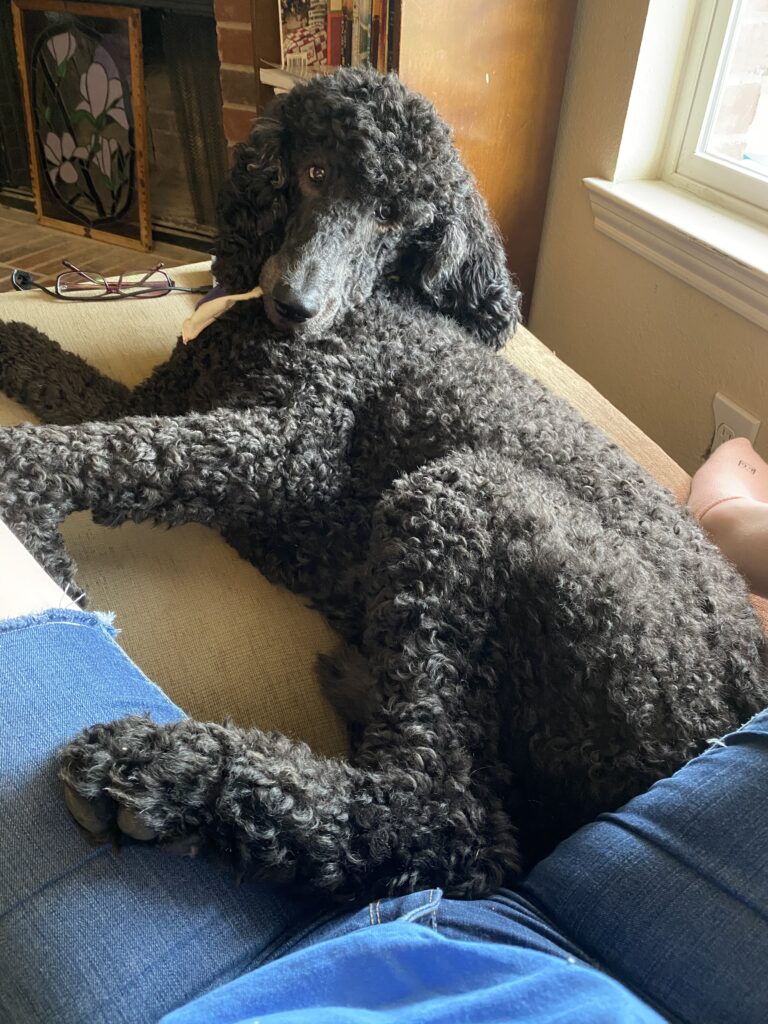 A black poodle puppy laying on the couch looking at the camera.