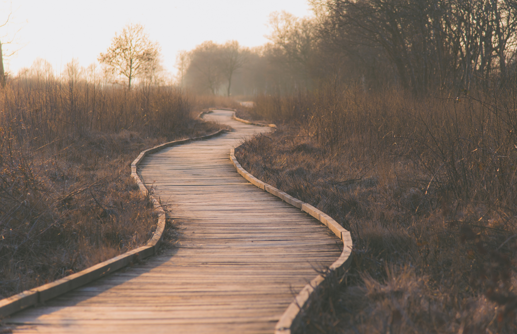 wooden path through a meadow