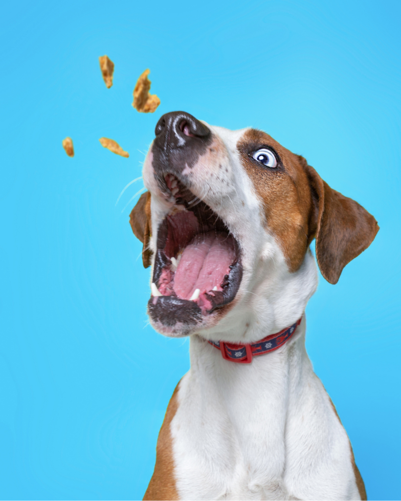 brown and white beagle straining to catch treats