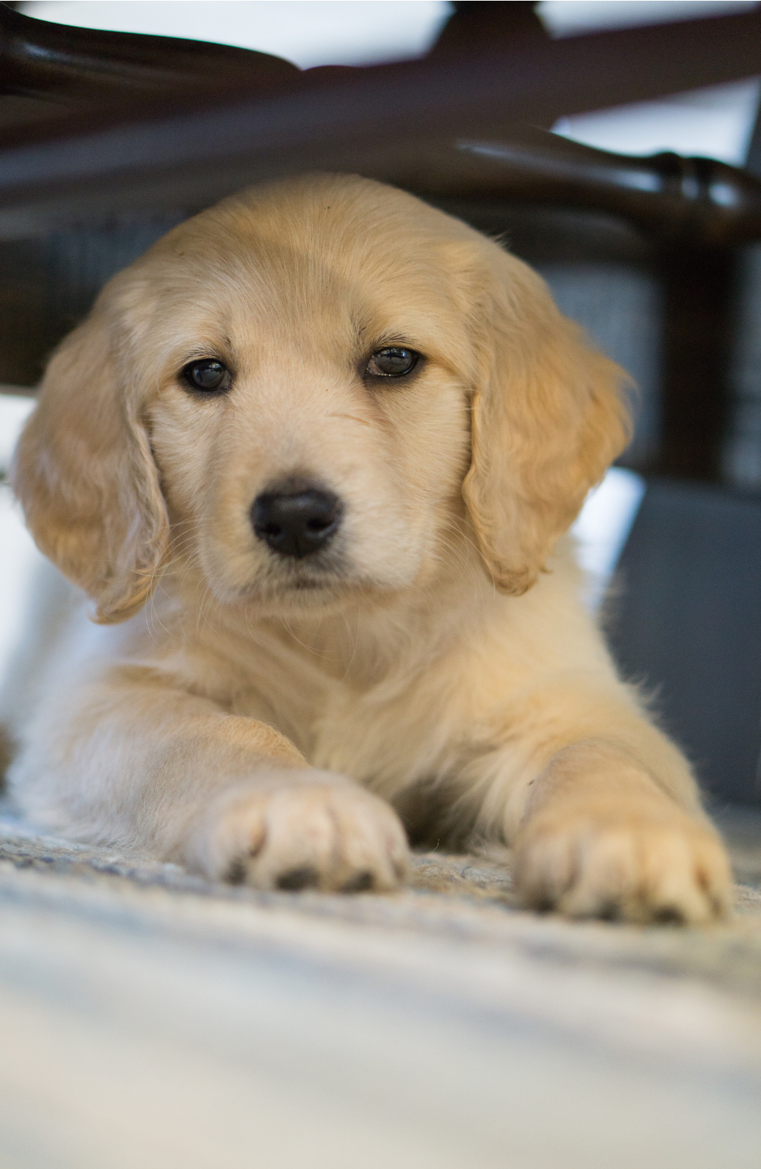 golden retriever puppy under chair