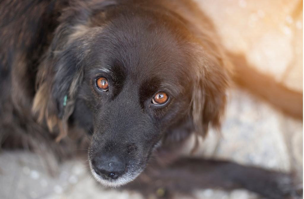 Dog staring soulfully into camera