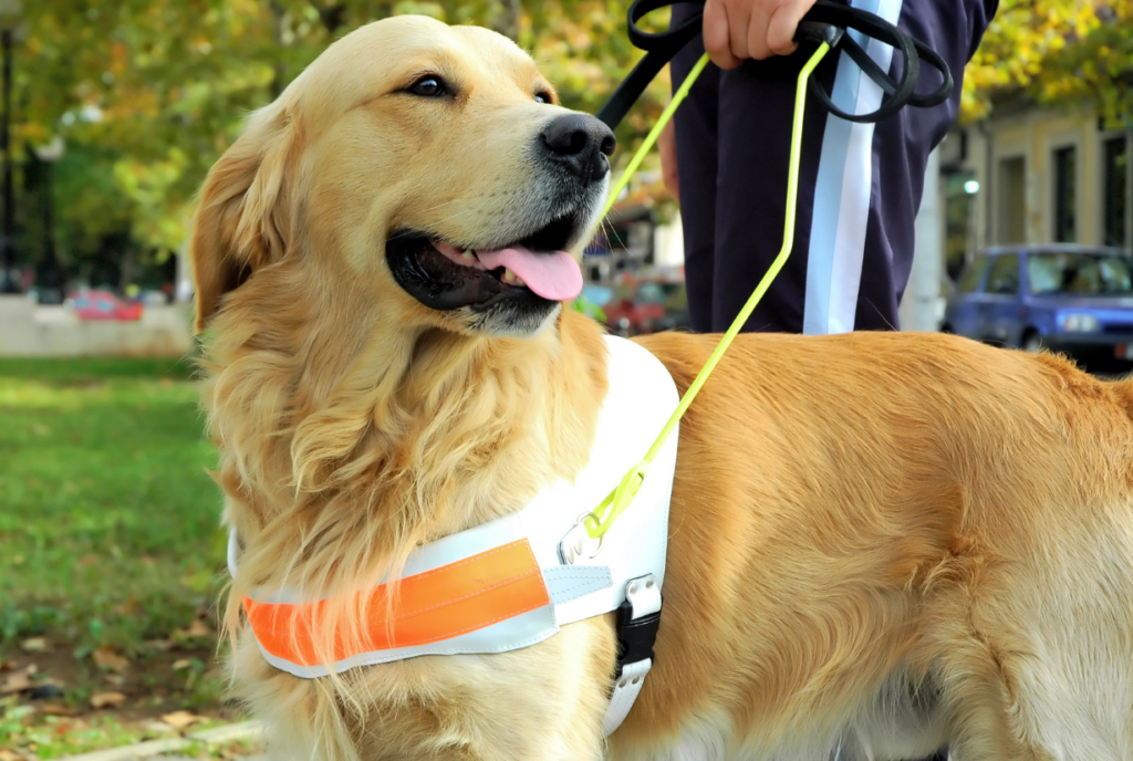 close up on golden retriever guide dog and its vest