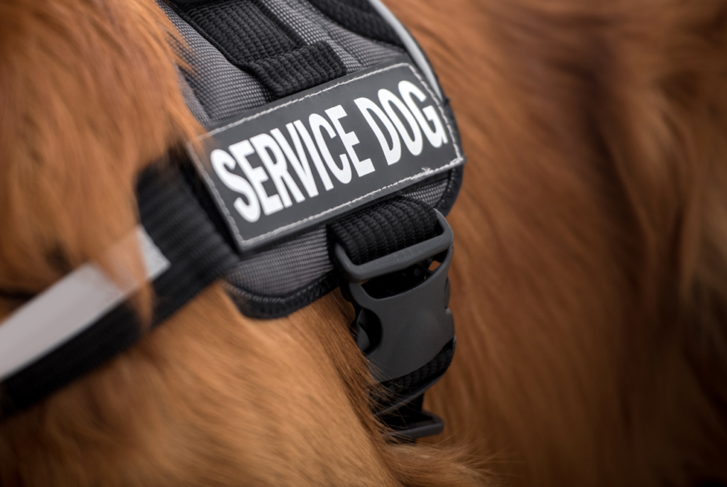 Closeup of a service dog vest