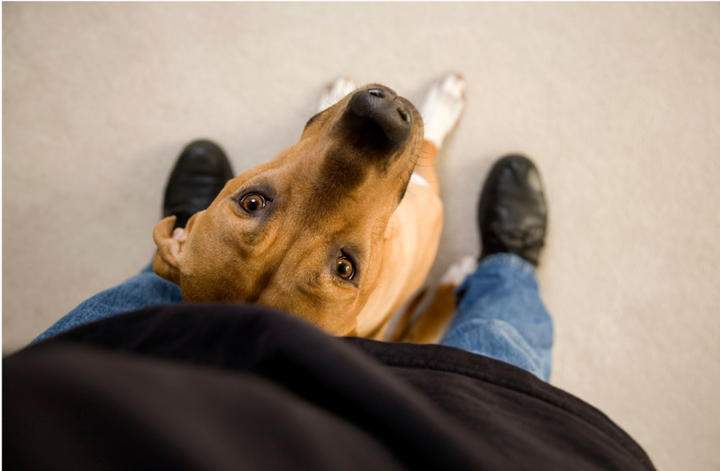 Brown dog sitting between a person's legs, looking up at them and into the camera