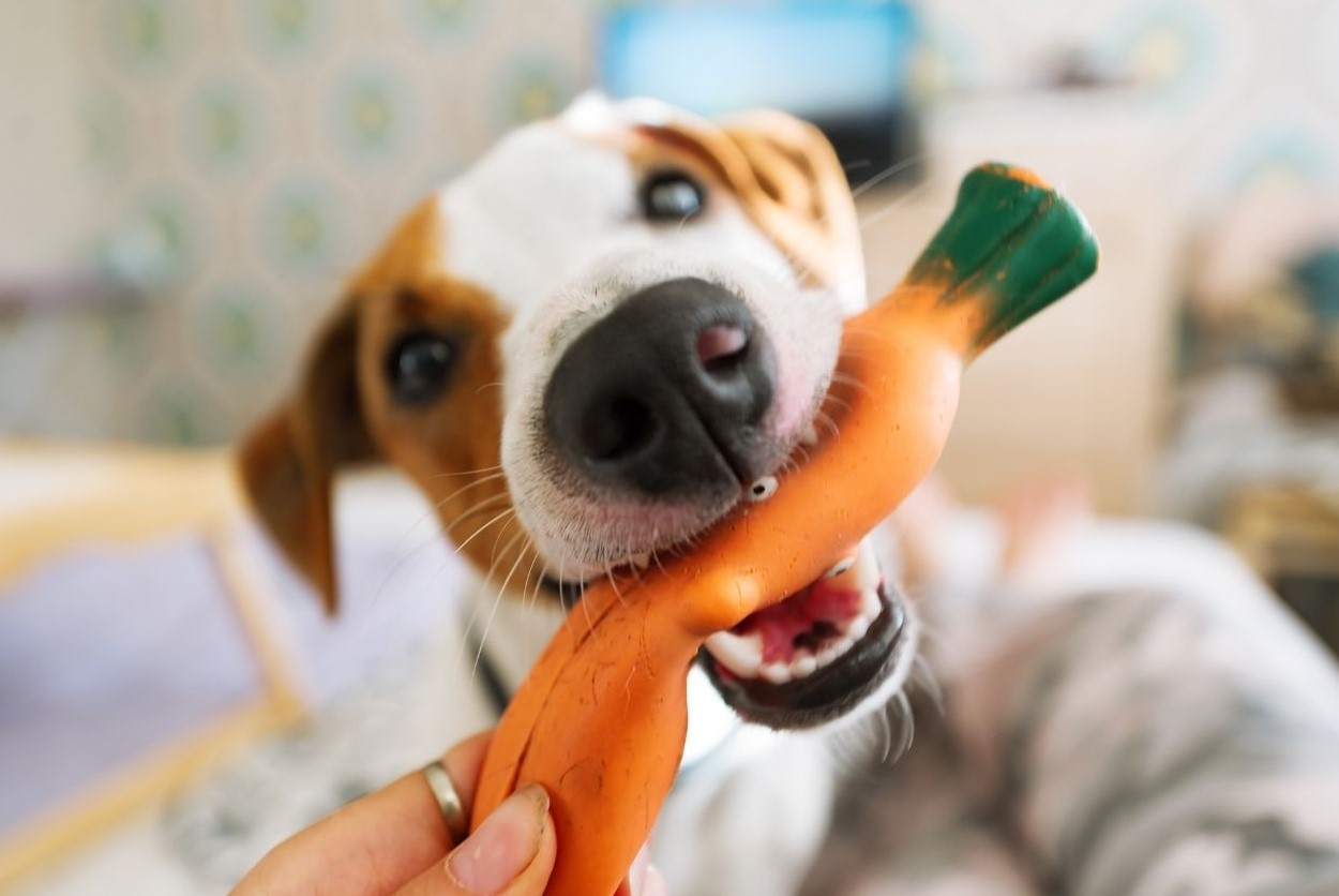 beagle dog playing with chewtoy